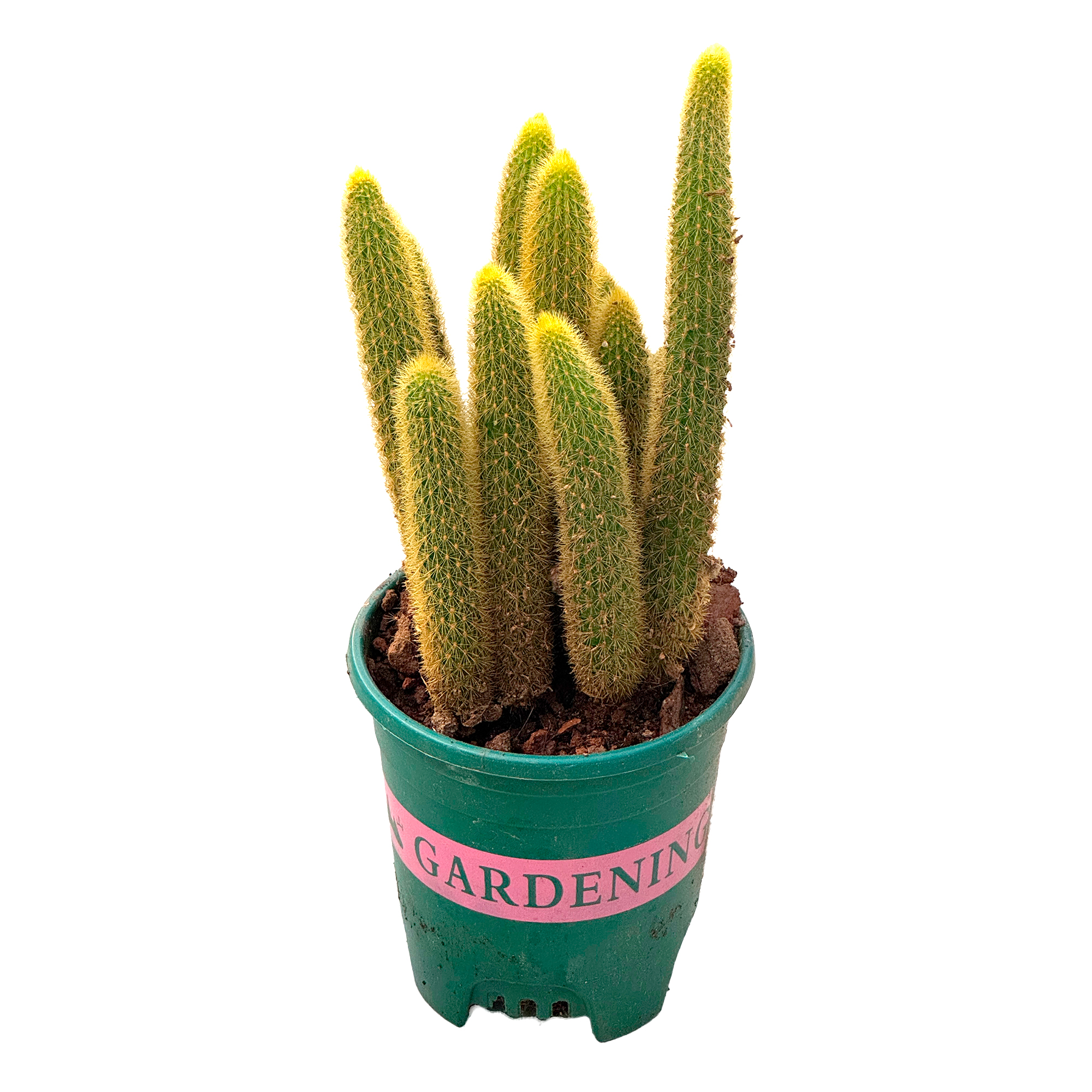 Клейстокактус штрауса