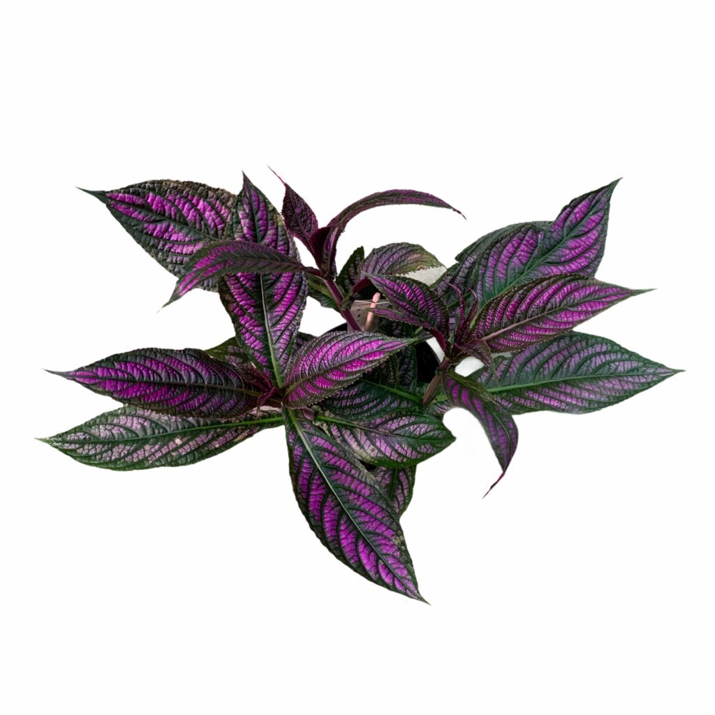 Стробилантес темно-пурпуровый