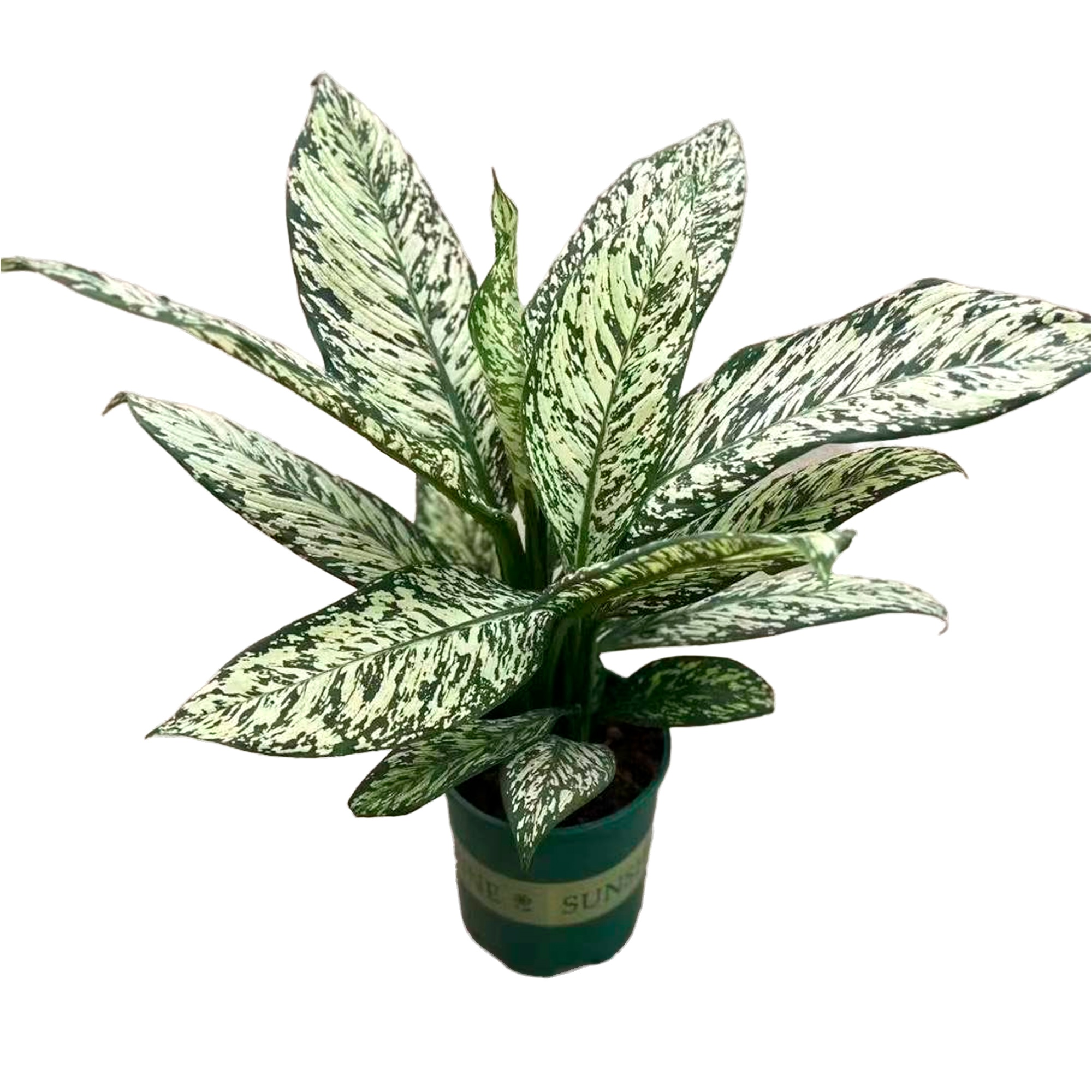 Диффенбахия Вайт Этна