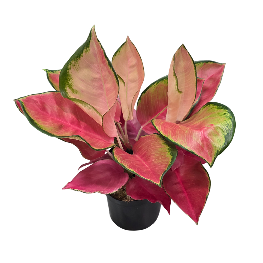 Аглаонема Оранж Стар