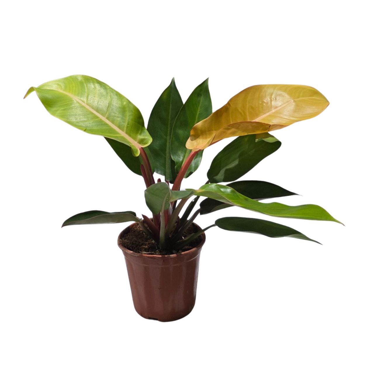 Филодендрон Принц Оф Оранж