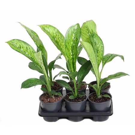 Диффенбахия Крокодил