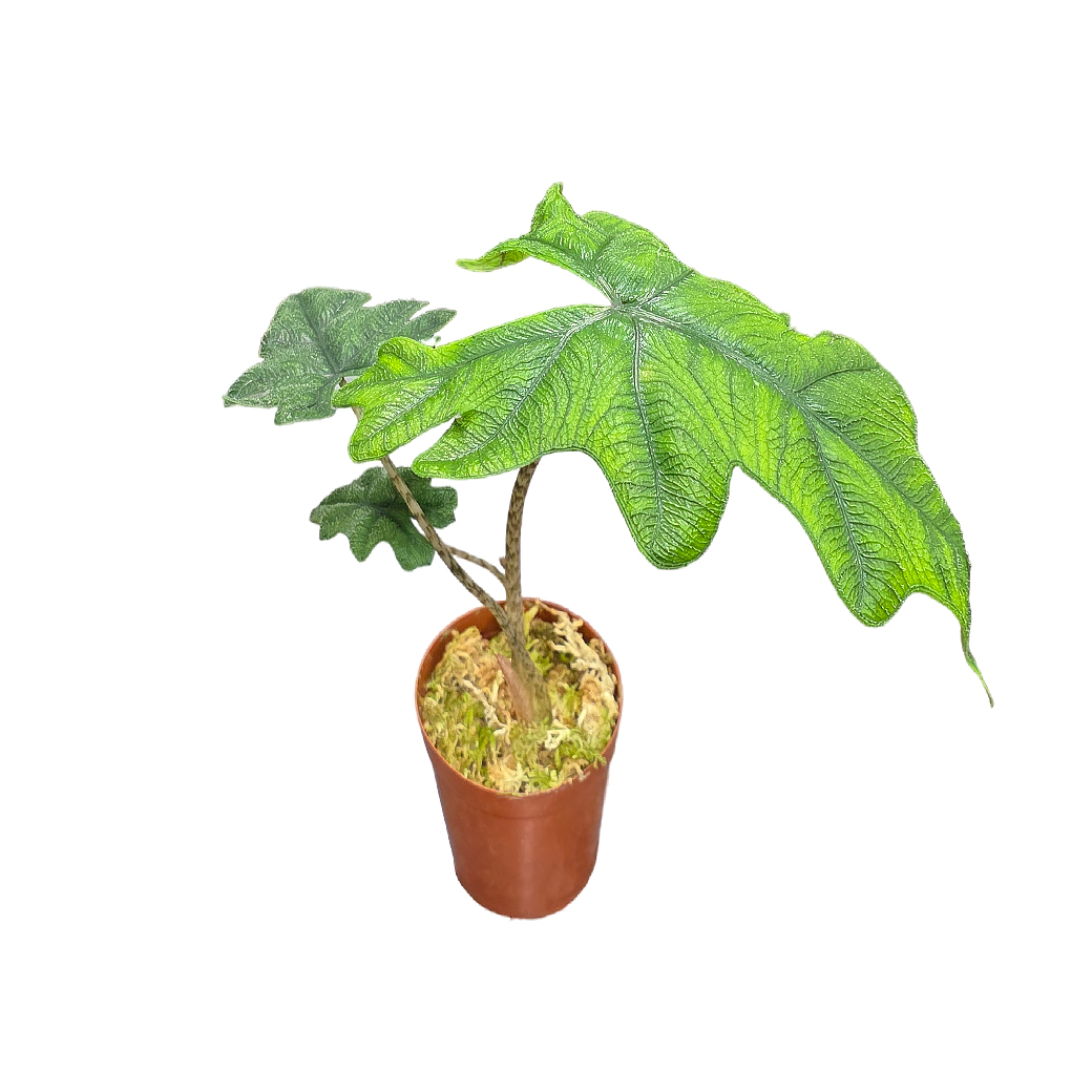 Алоказия Жаклин