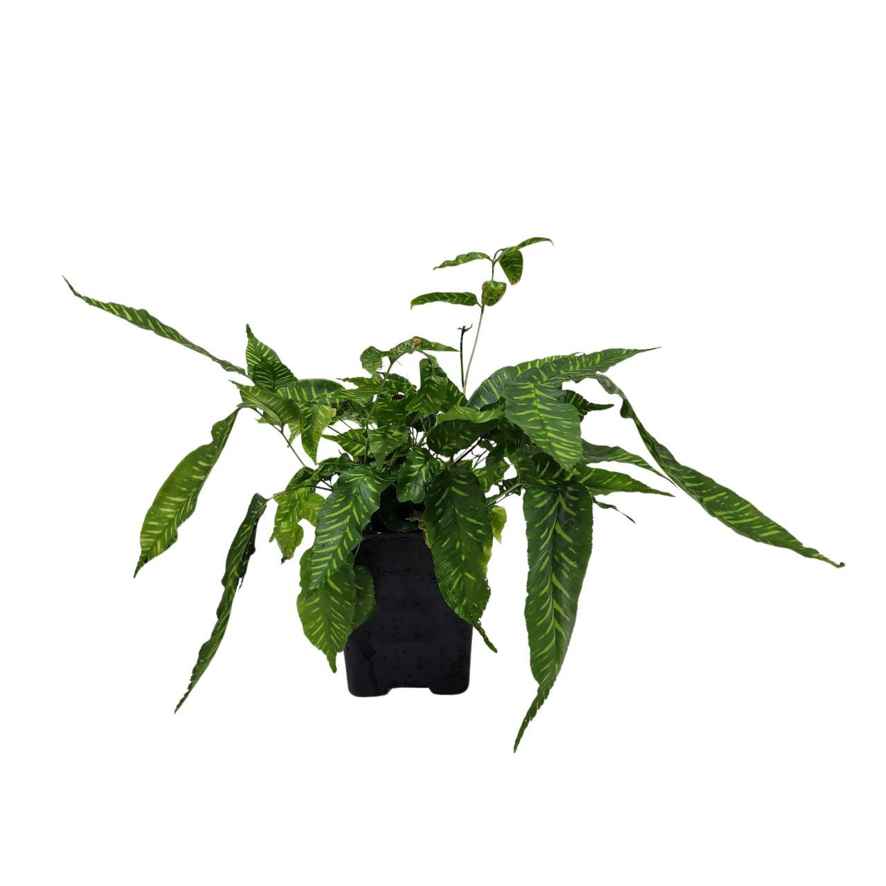 Кониограмма Голден Зебра