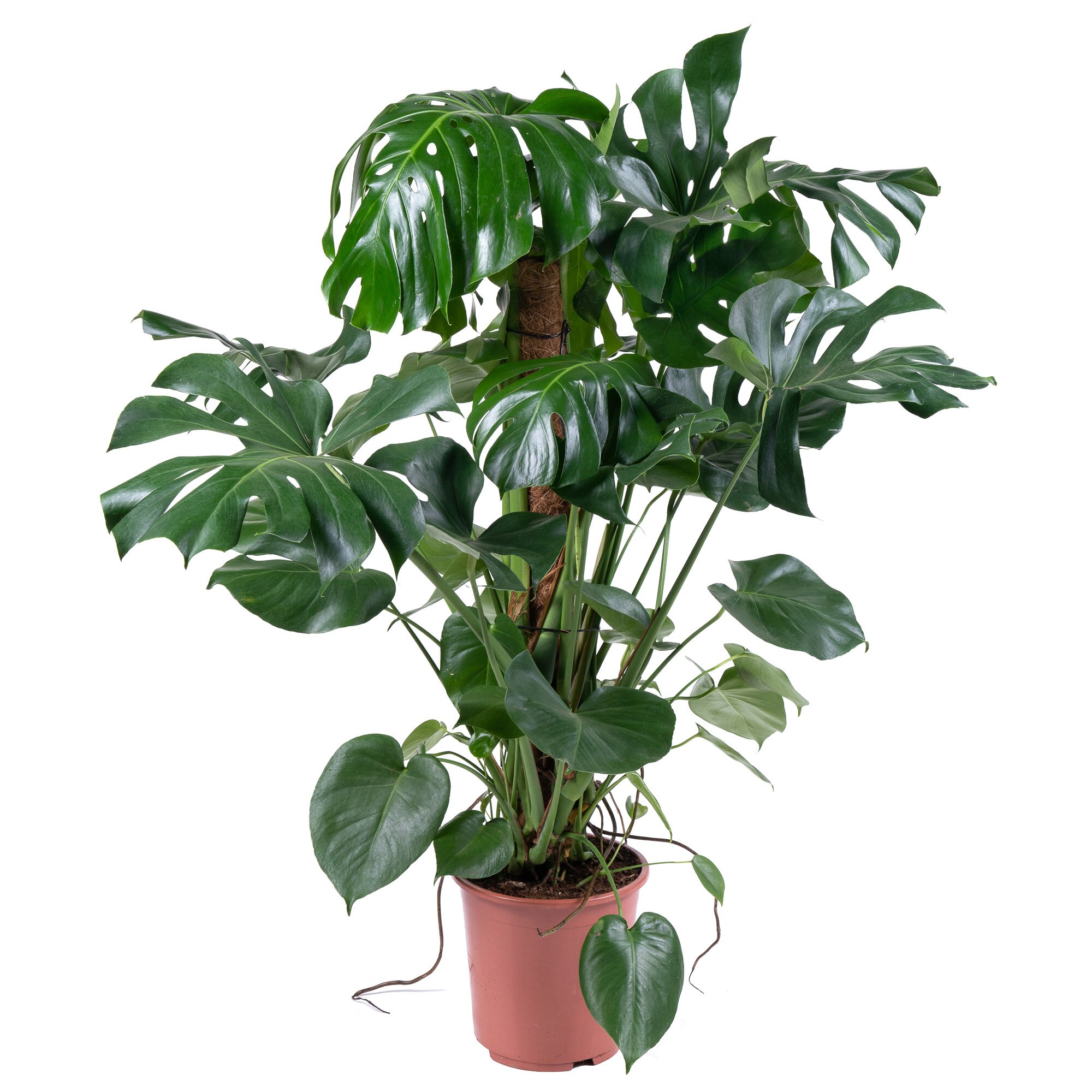 Монстера Делициоса