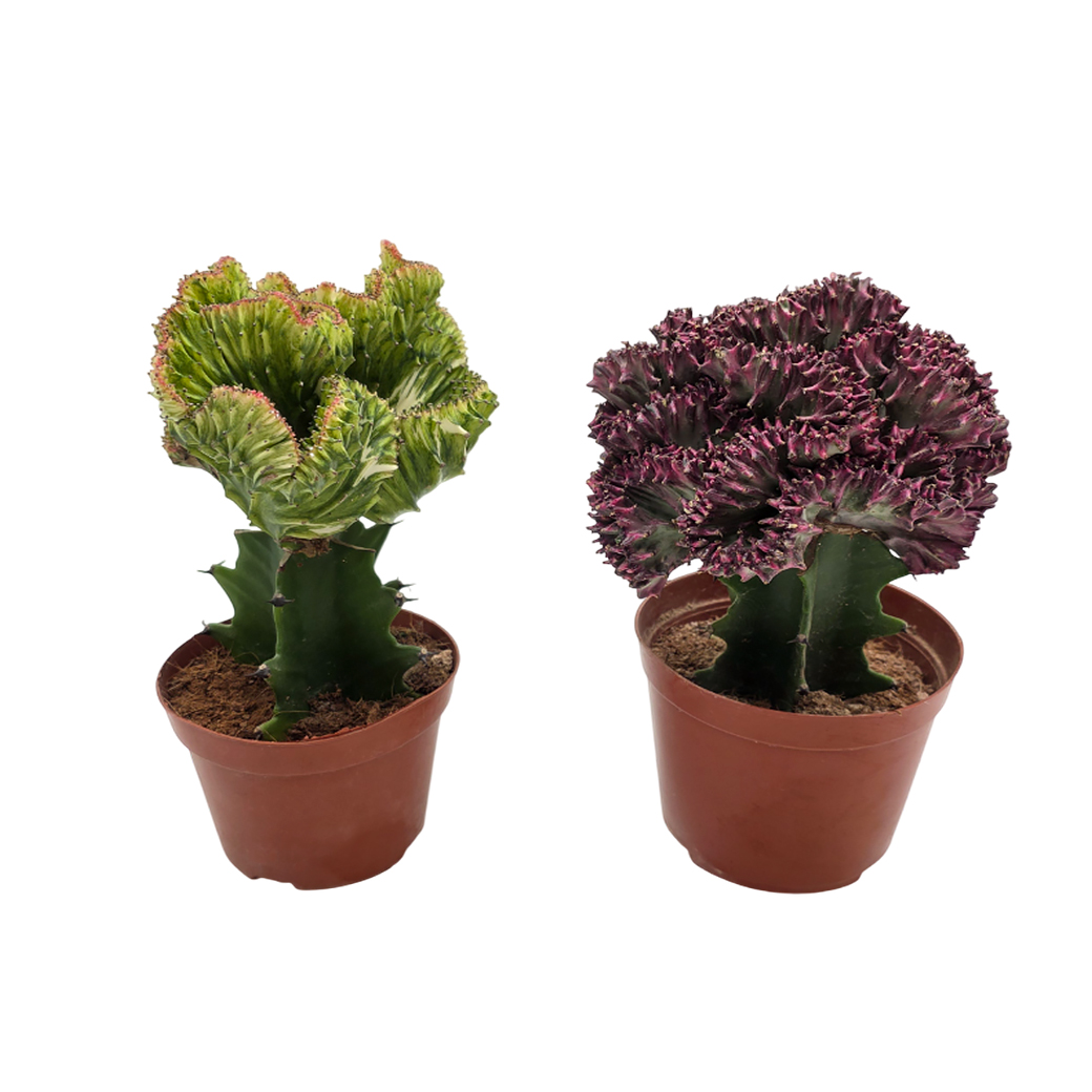 Эуфорбия Лактея кристата микс