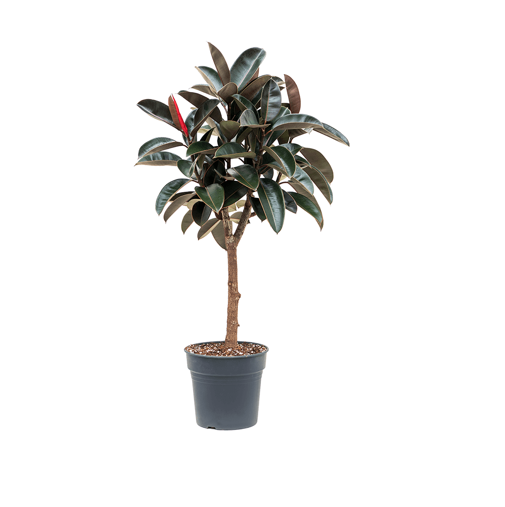 Фикус эластика Абиджан штамбовый