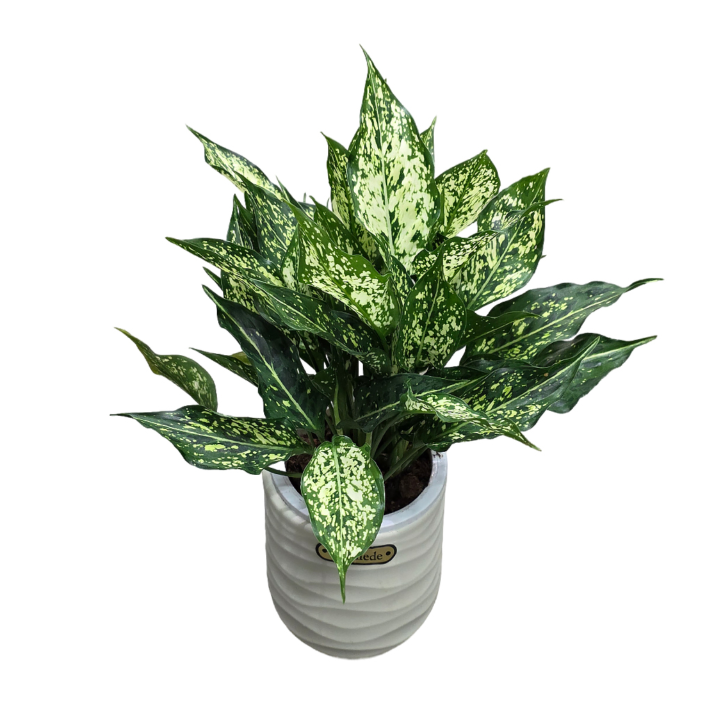 Аглаонема Лемон Куин