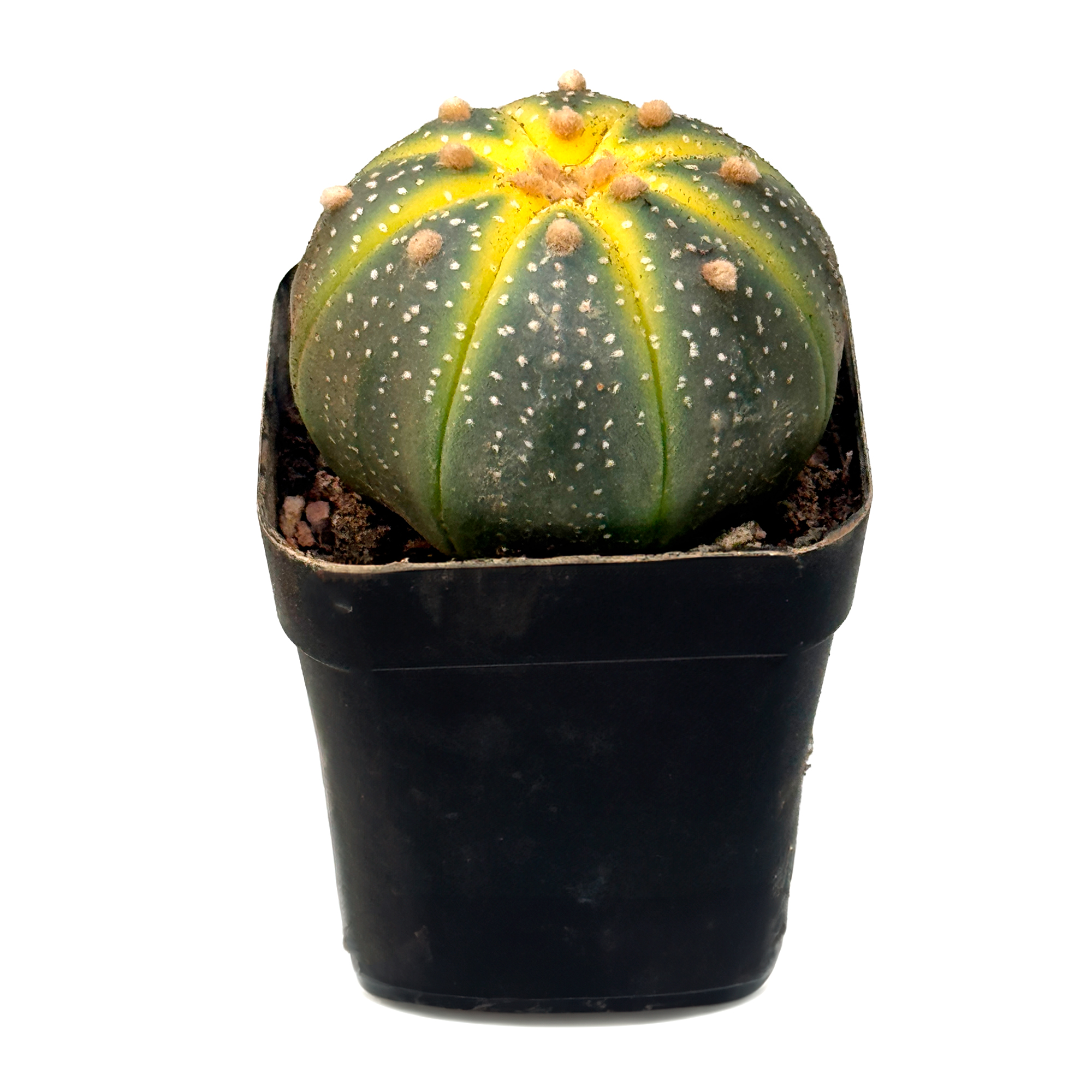 Астрофитум звездчатый