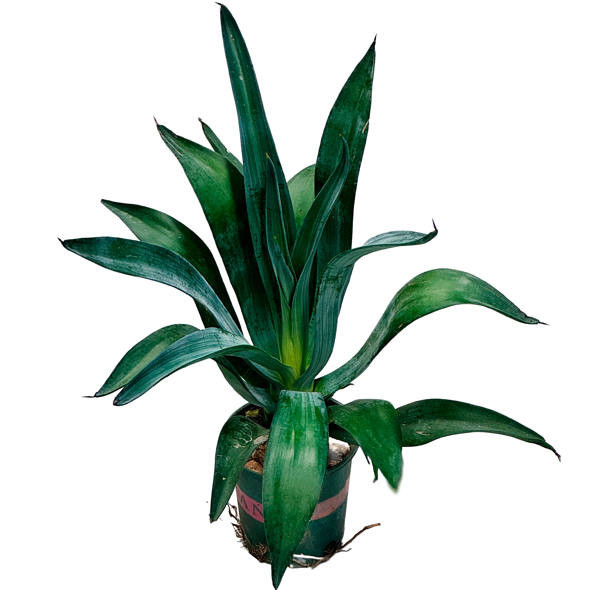 Агава зеленая