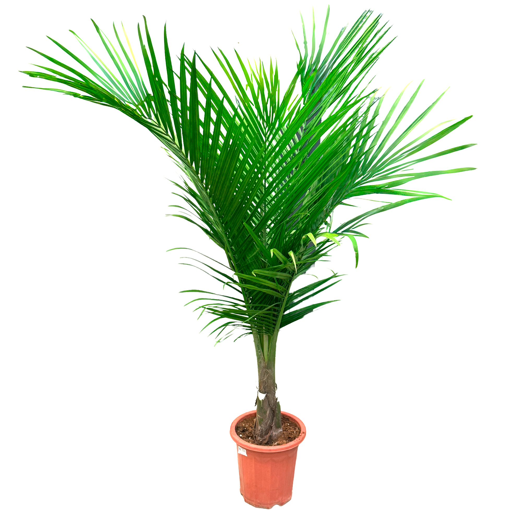 Кокос Нуцифера