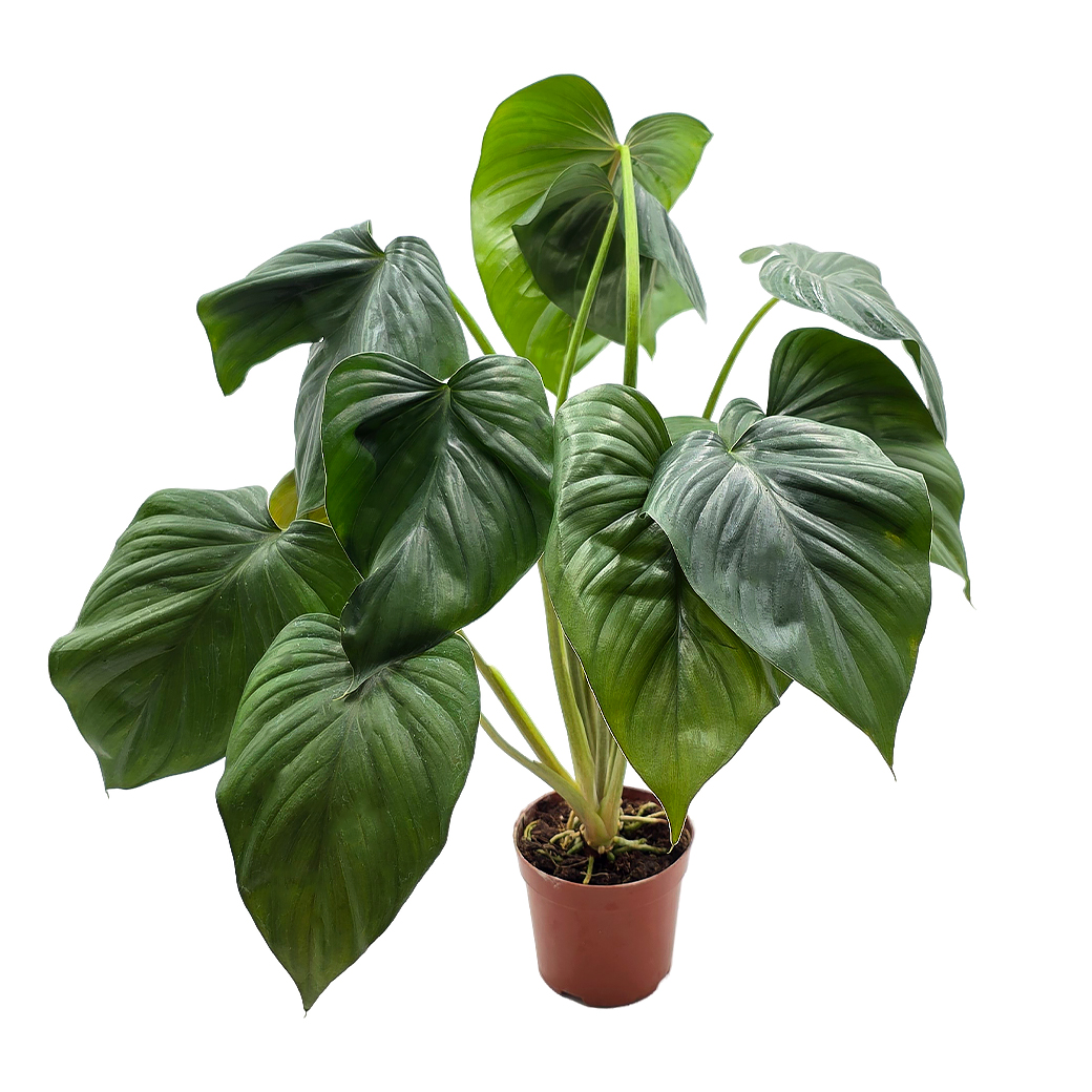 Хомаломена Блэк