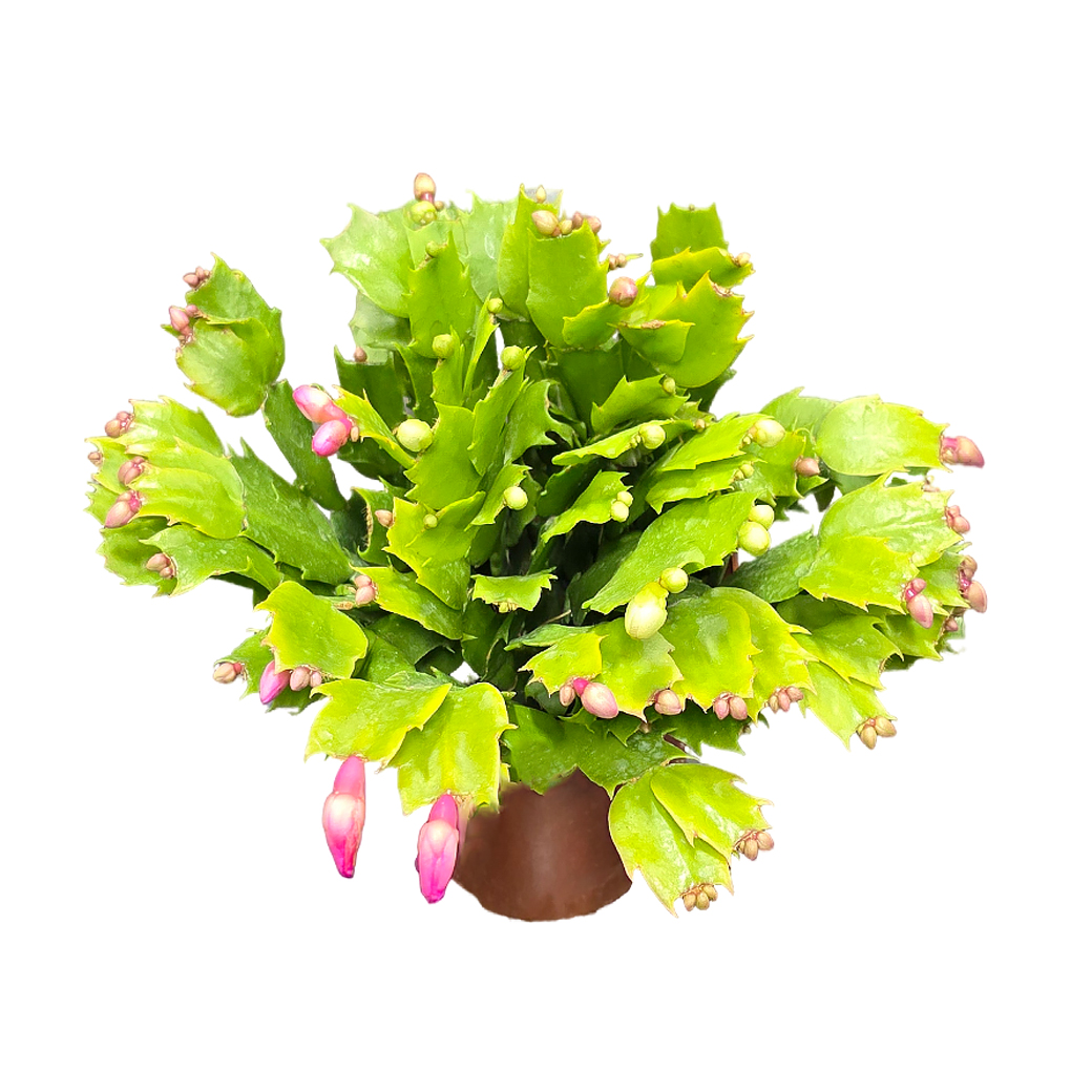 Шлумбергера Микс