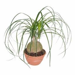 Нолина спутник