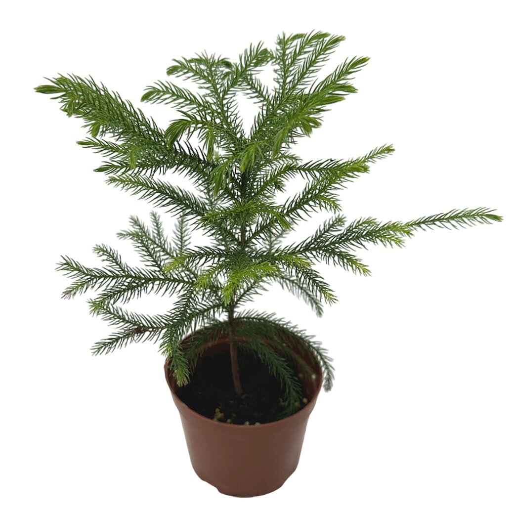 Араукария Хетерофилла