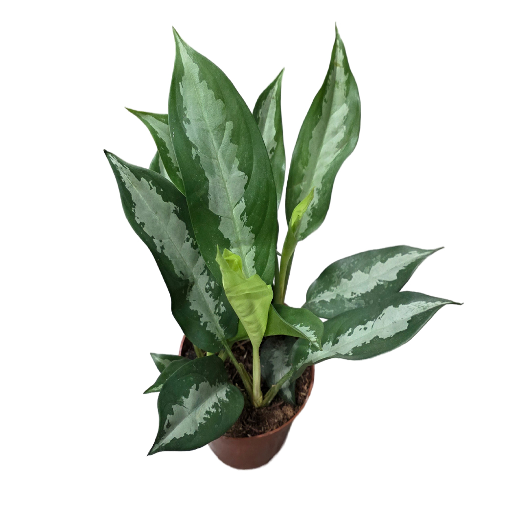 Аглаонема Даймонд Бэй