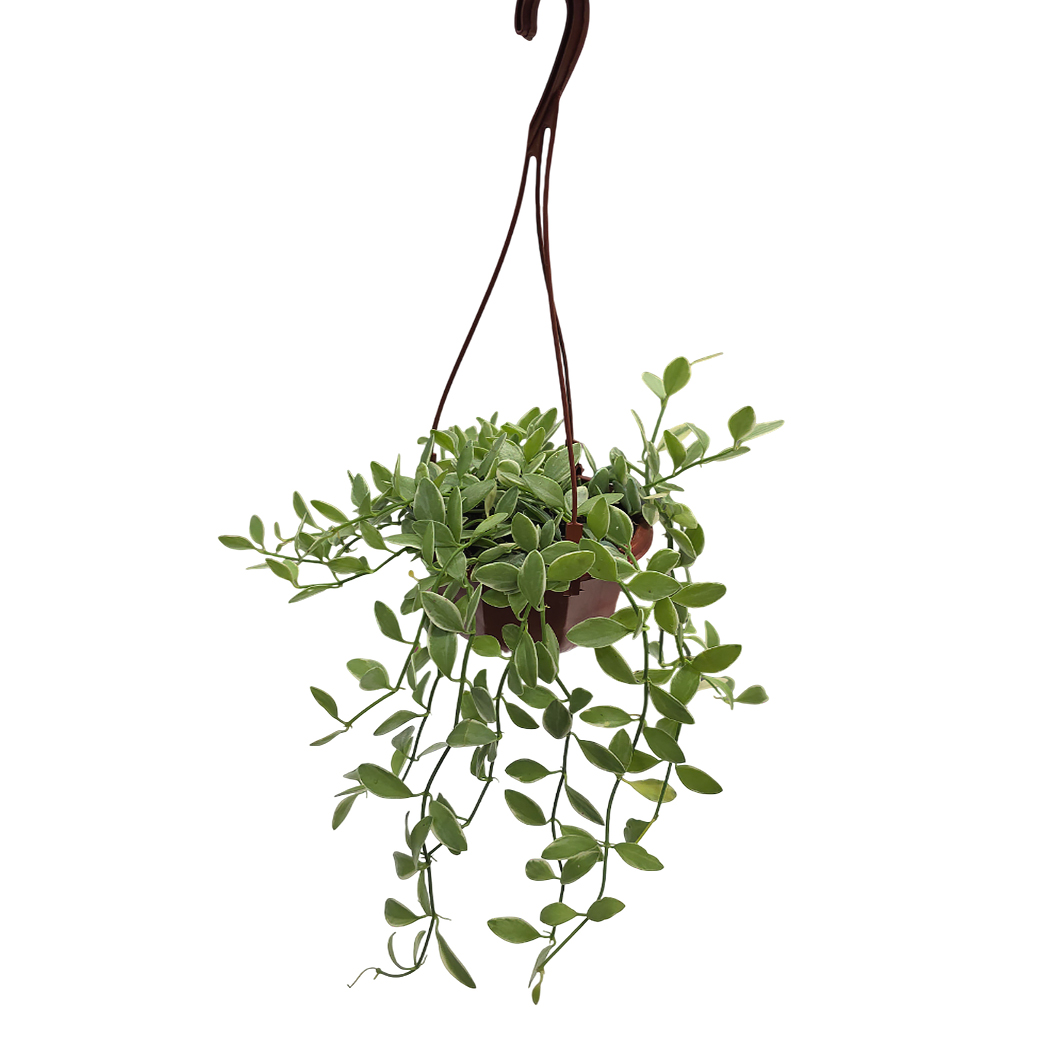 Сенецио Роулеанус подвесное