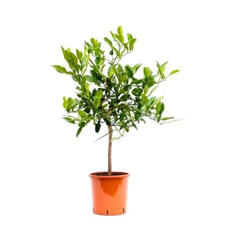 Цитрофортунелла Каффир-Лайм штамбовая