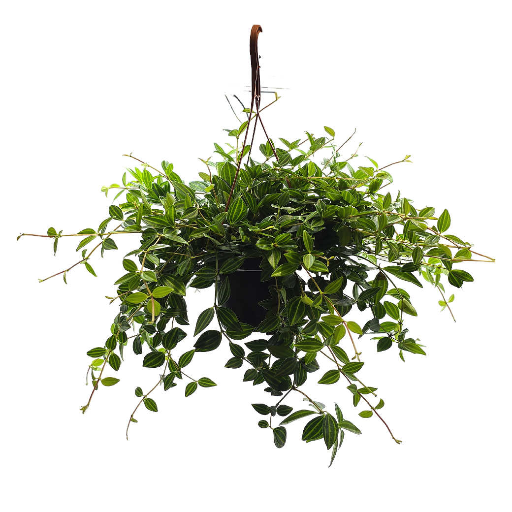 Пеперомия Рокка Скуро