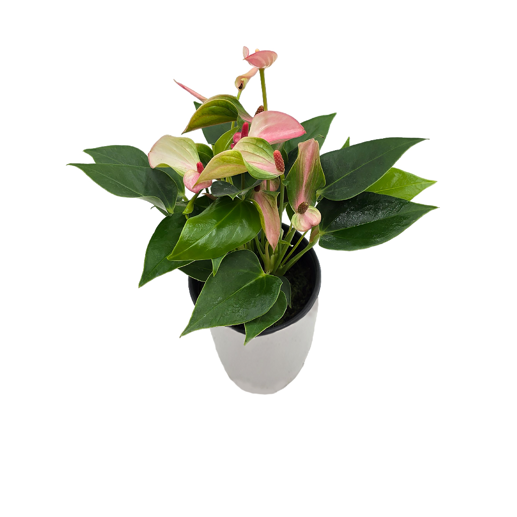 Антуриум андрианум Матата