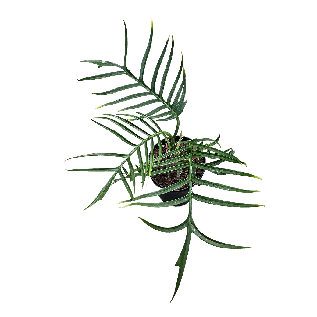 Филодендрон Тортум