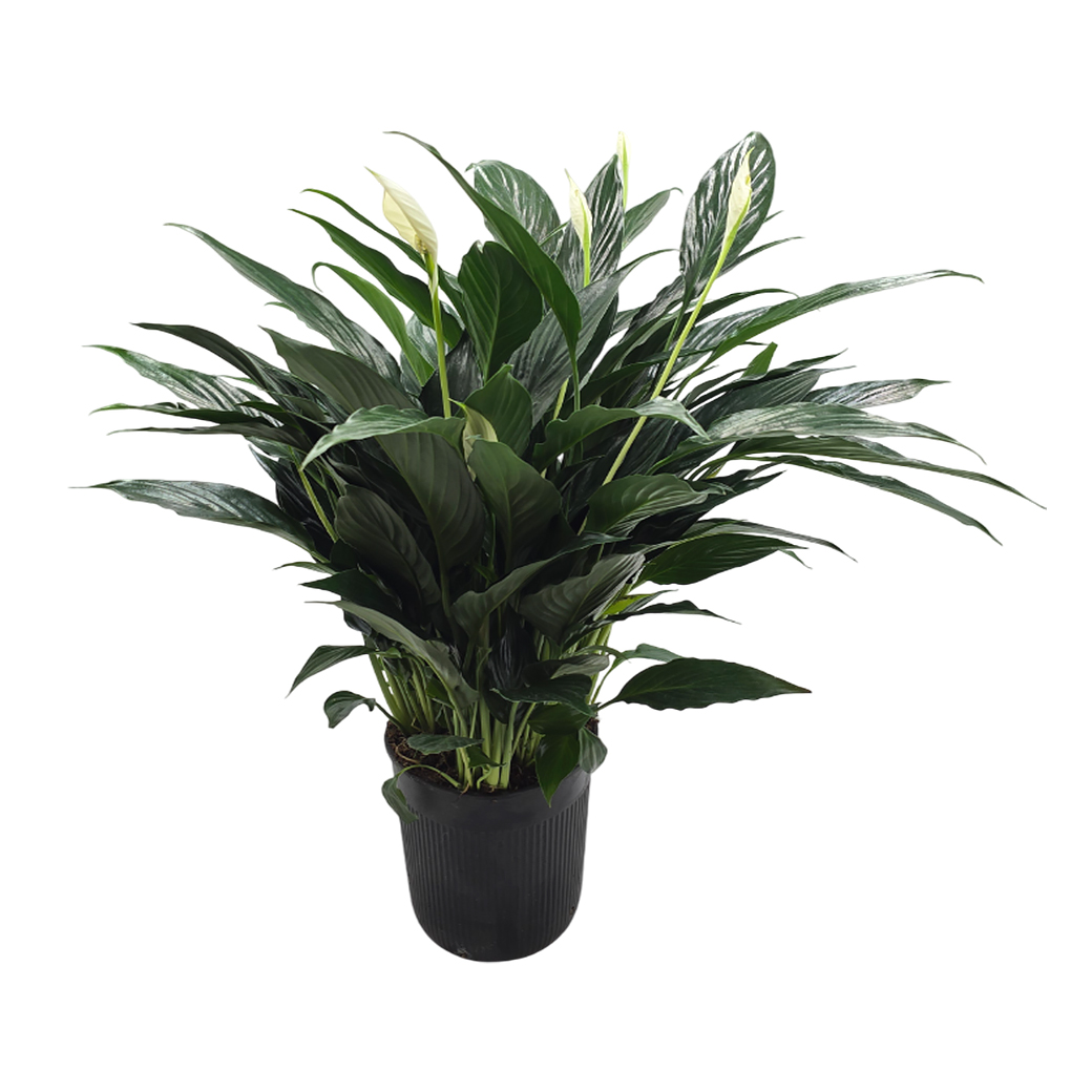 Спатифиллум Блэк