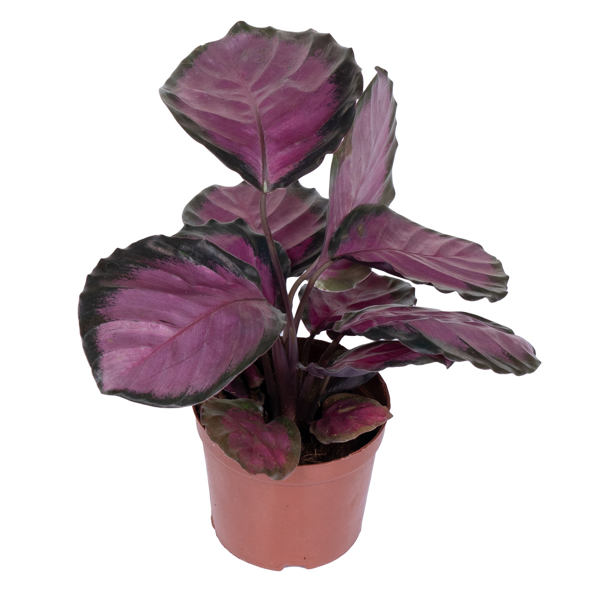 Калатея Розеопикта Роси