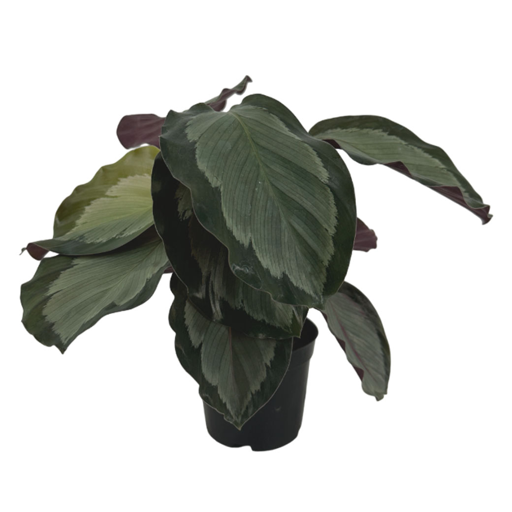 Калатея Розеопикта