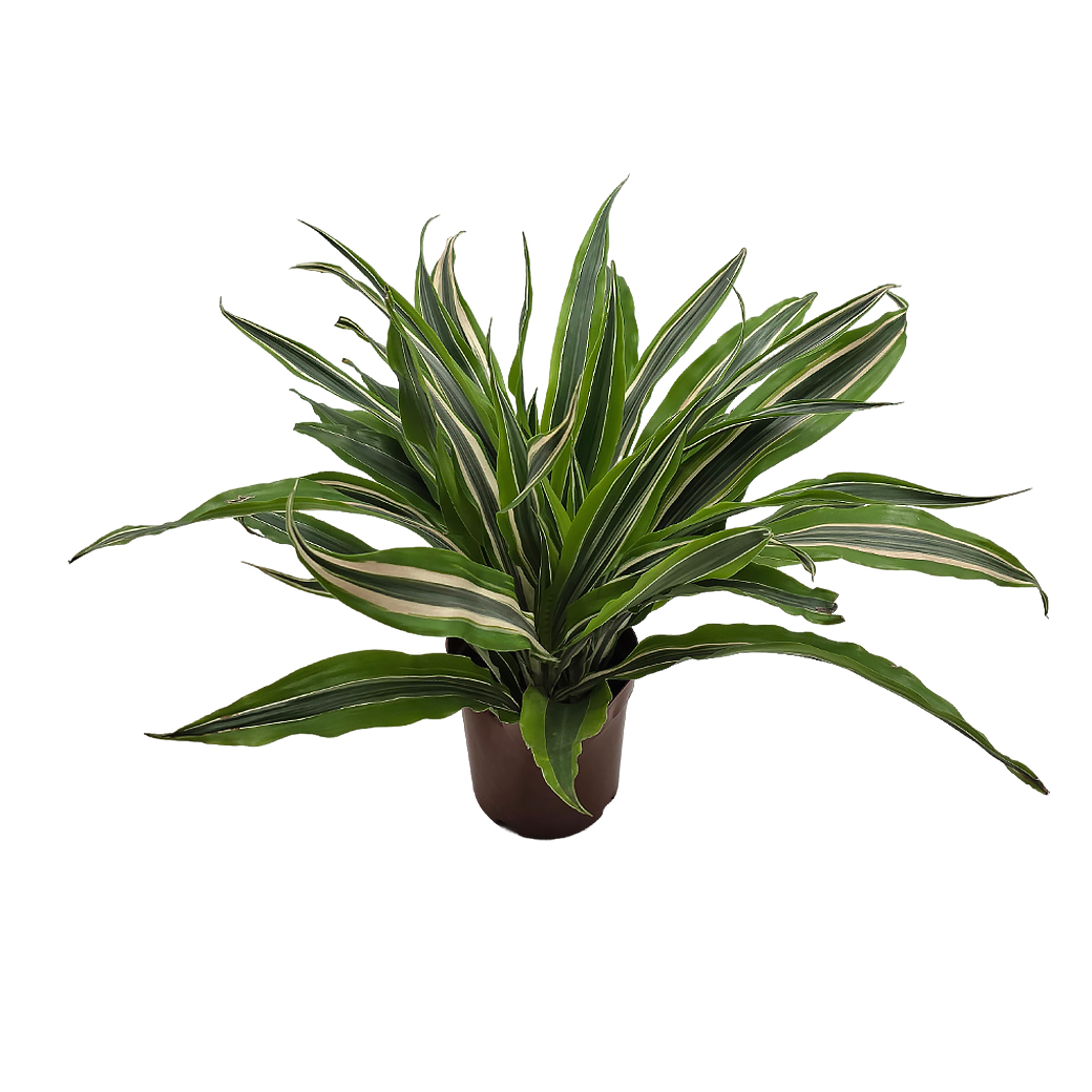 Драцена деремская