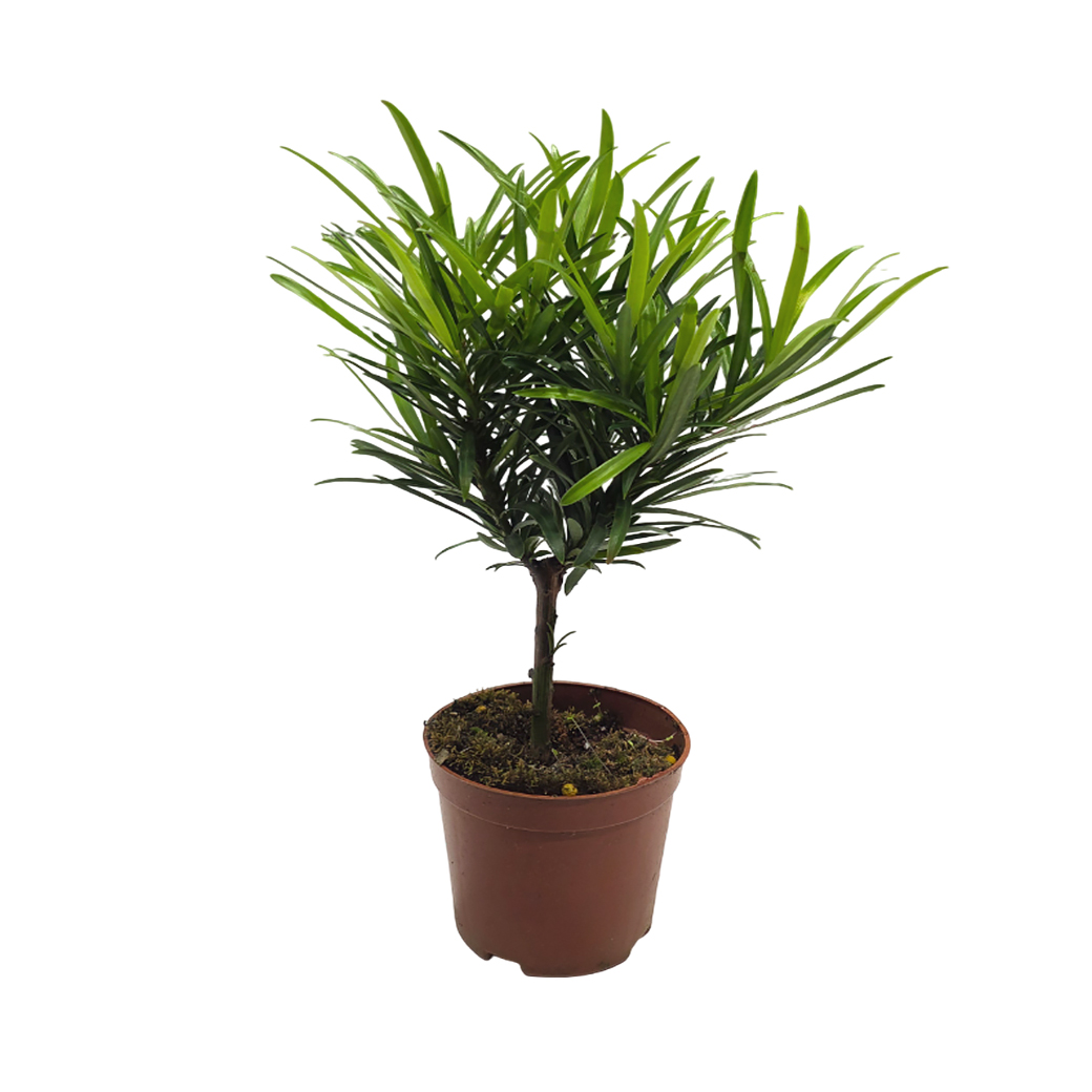 Подокарпус штамбовый