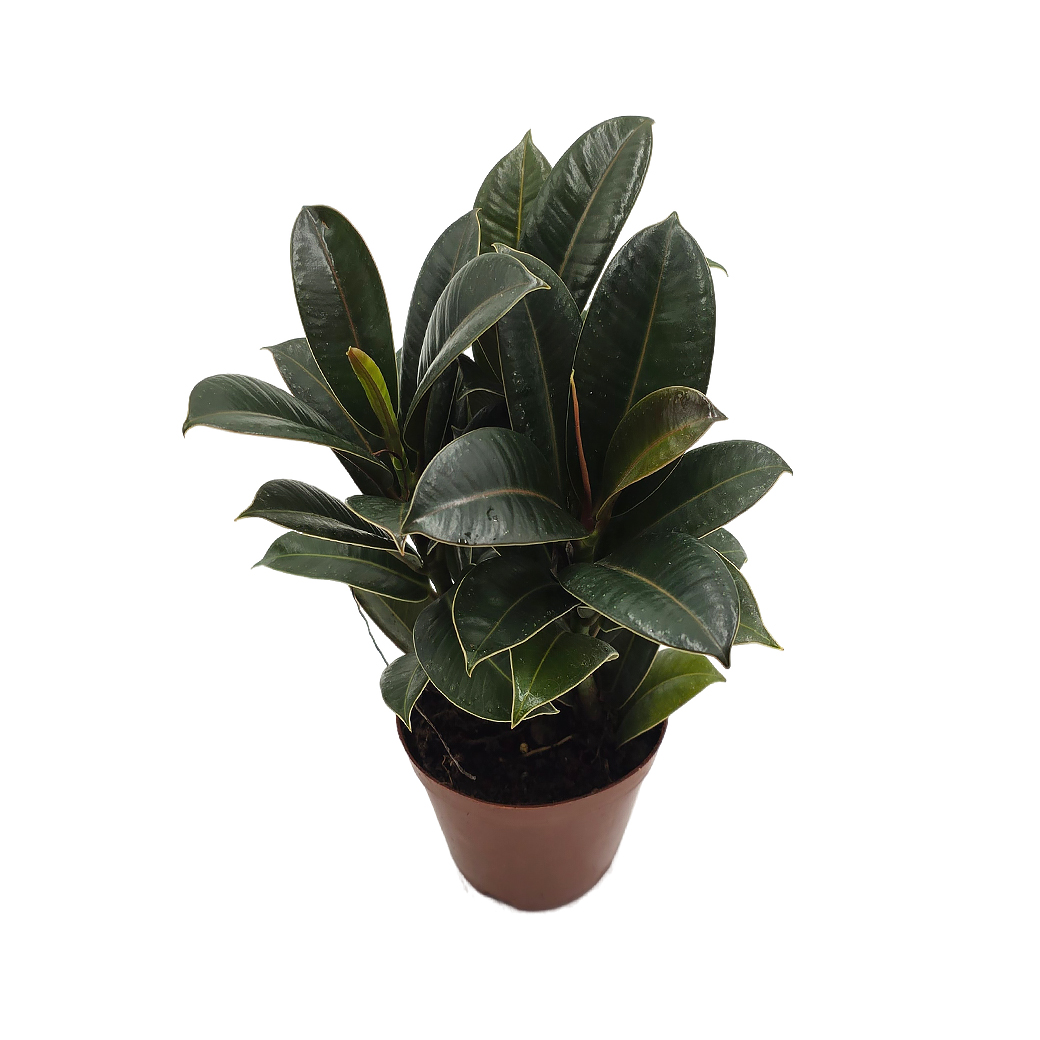 Фикус эластика Мелани 3 ст