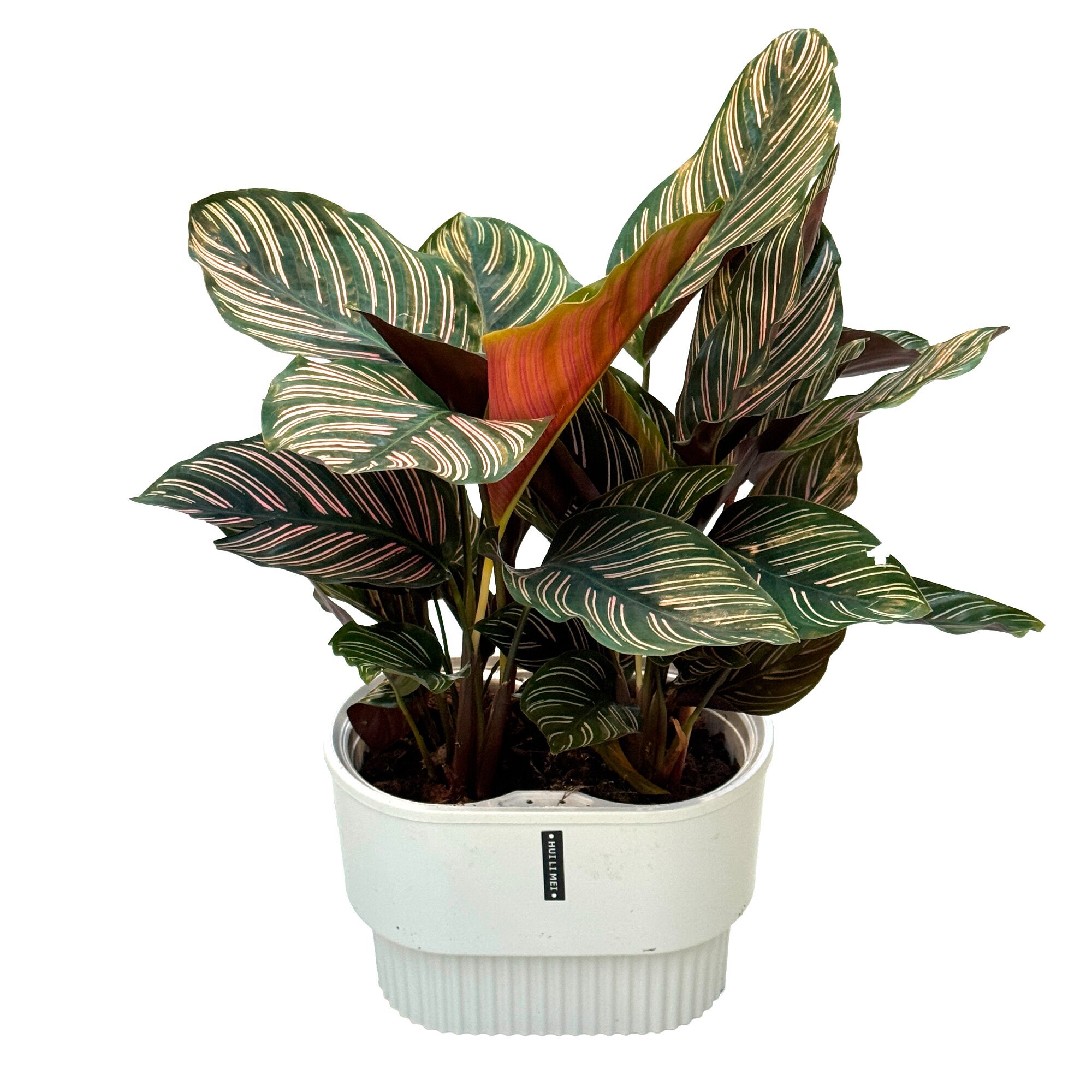 Калатея Орната в белом кашпо