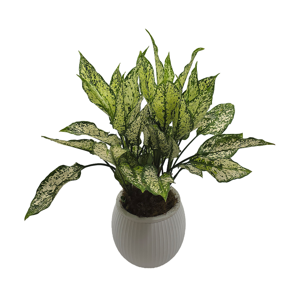 Аглаонема Уайт Даймонд