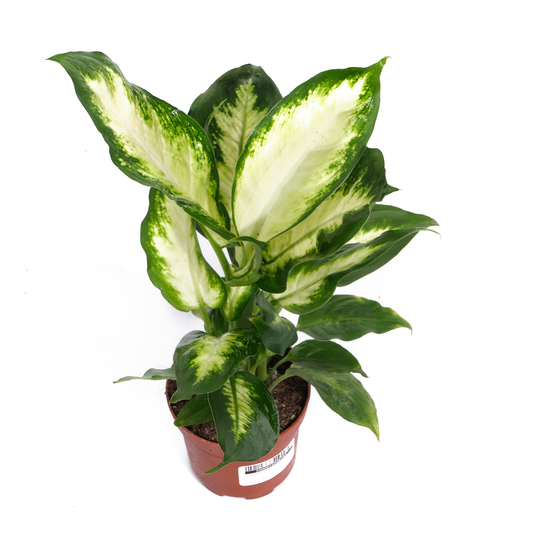 Диффенбахия Камилла