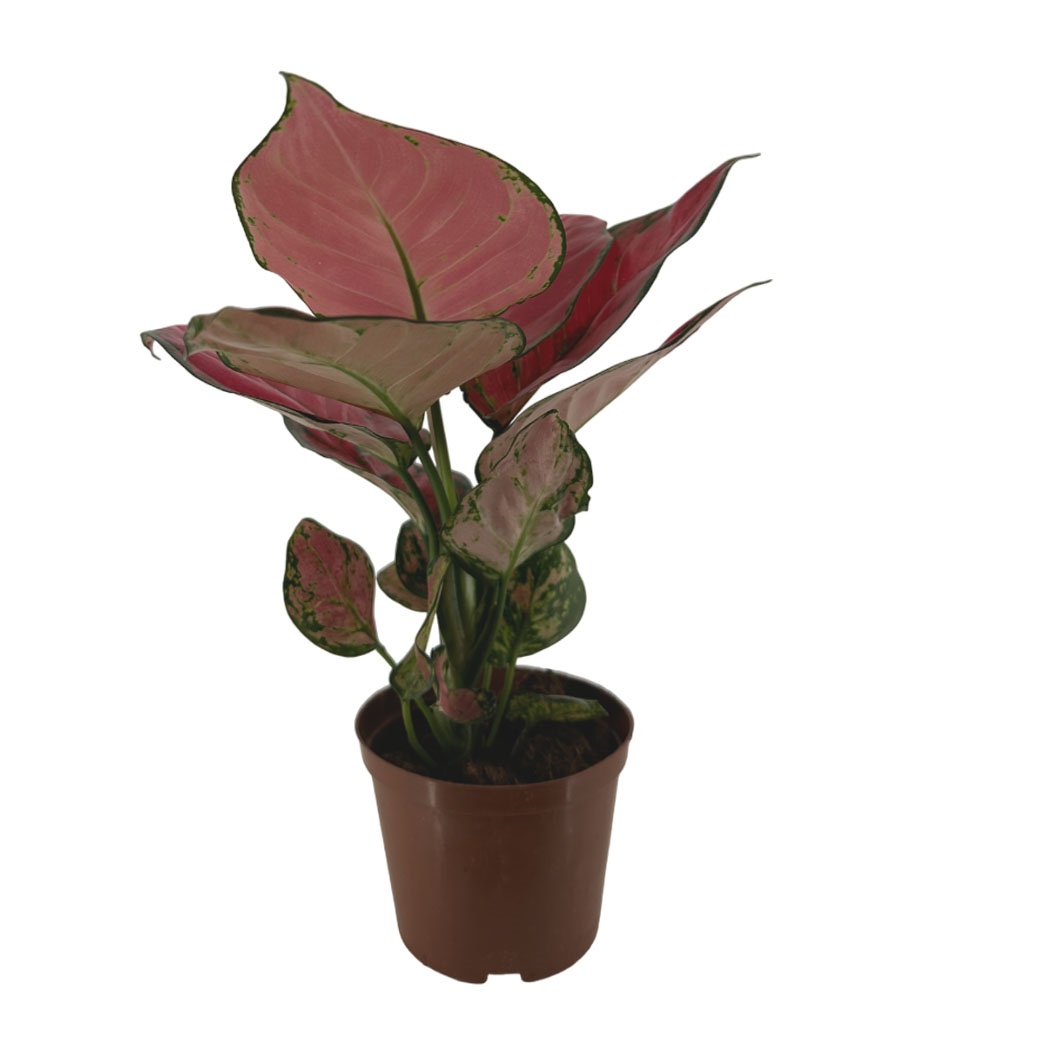 Аглаонема Ред Руи