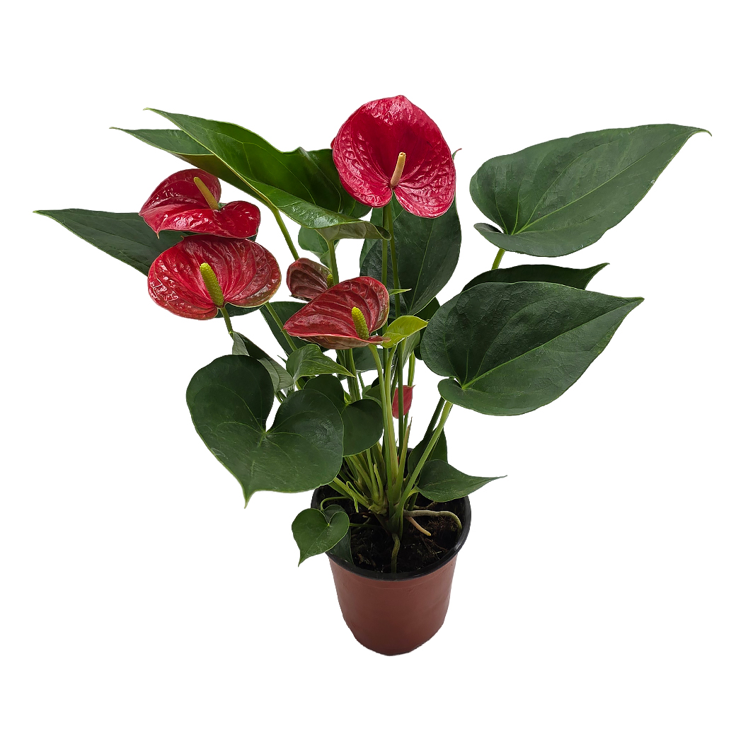 Антуриум андрианум Саксес Ред 3 ст