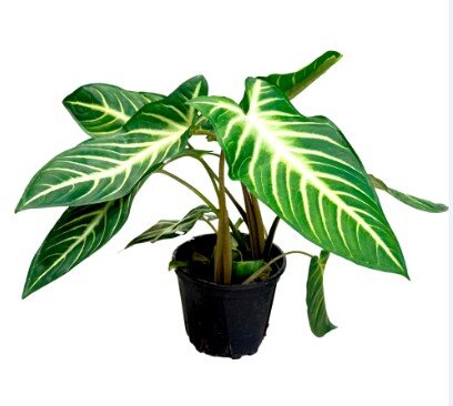 Ксантосома Линдена