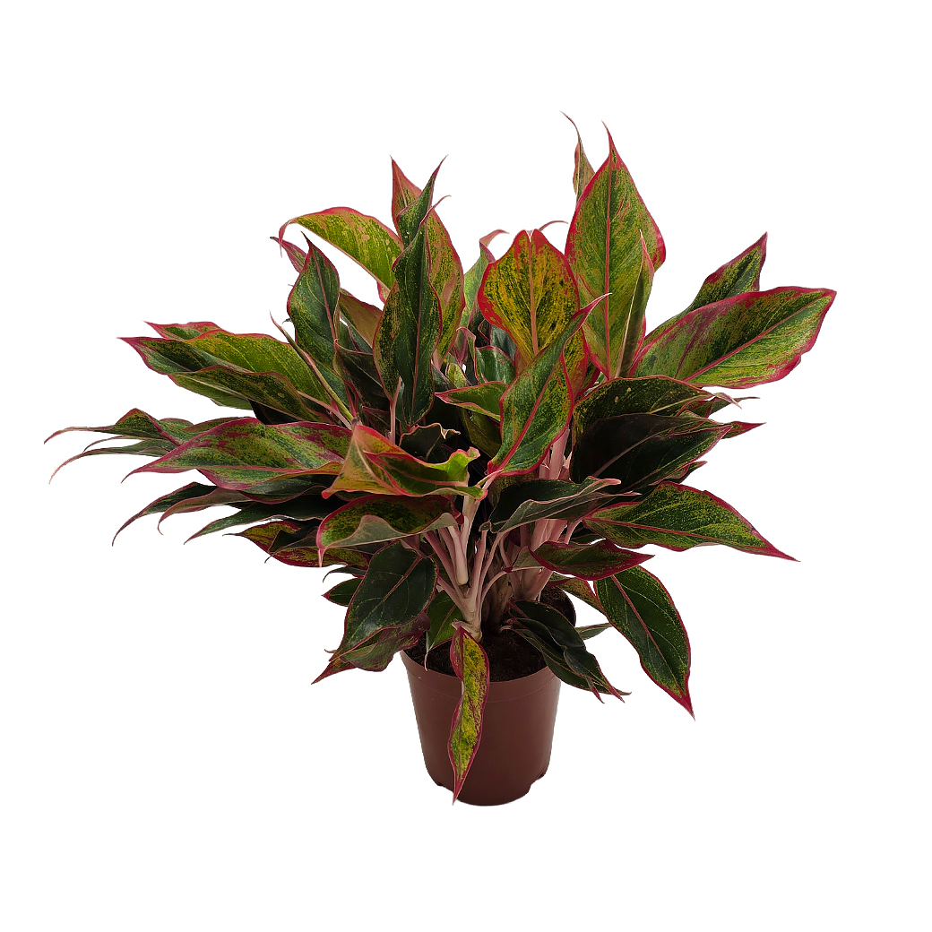 Аглаонема Сиам Аврора