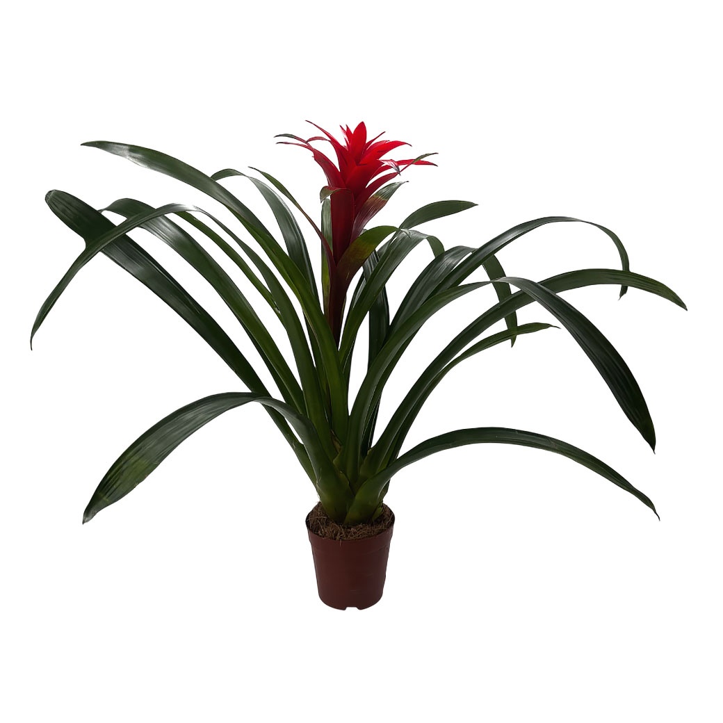 Гузмания Нью Ред Стар