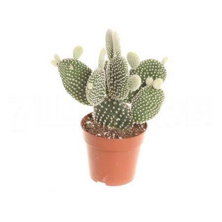 Опунция мелковолосистая