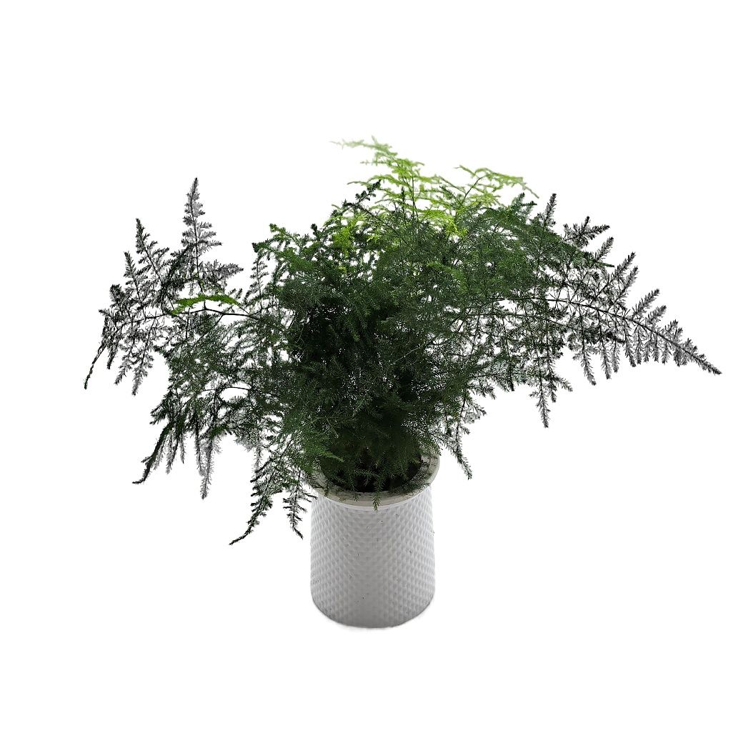 Аспарагус Микс на гидропонике