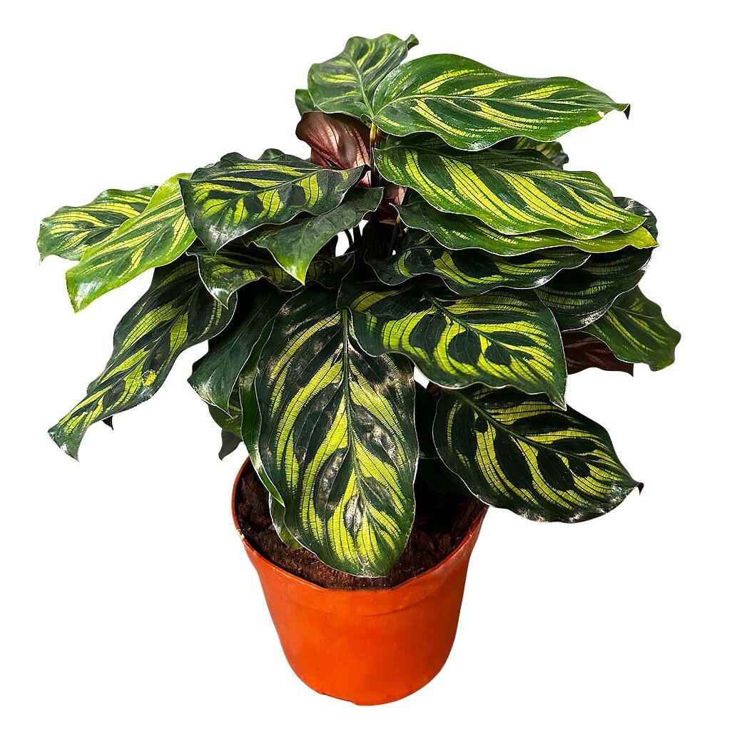 Калатея Пикок