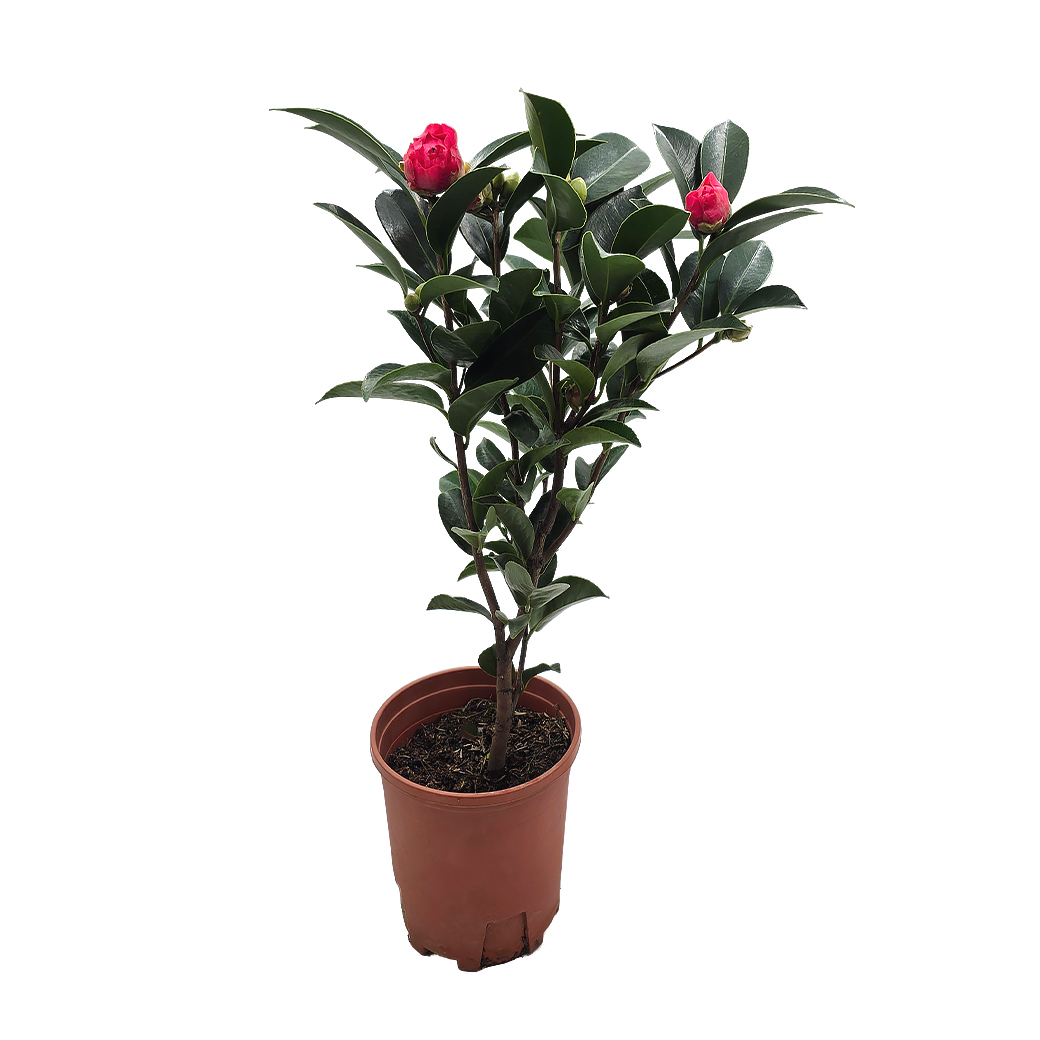 Камелия японская Фрагрант Ти 18