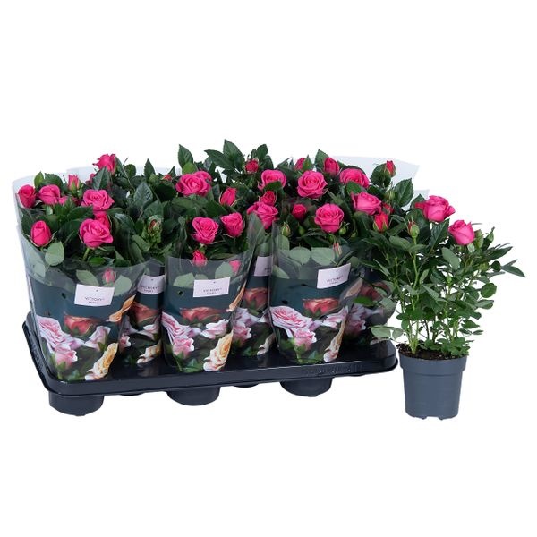 Роза Виктори темно-розовая