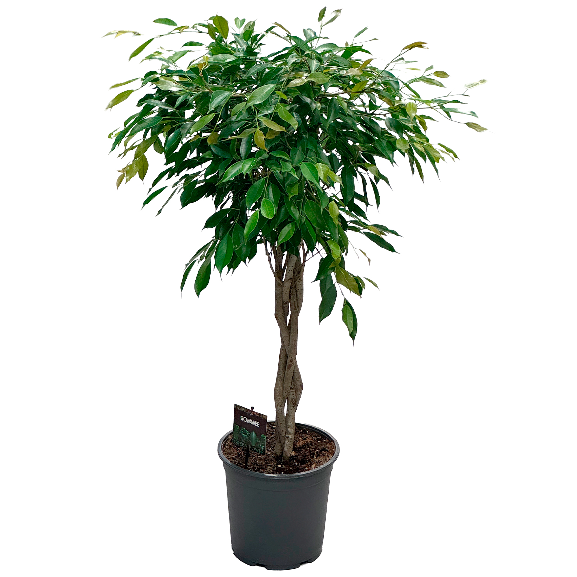 Фикус бенжамина Фолиоле спираль