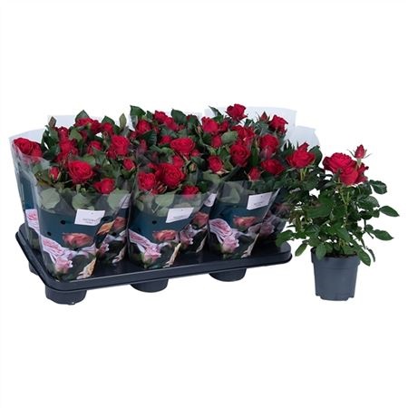 Роза Виктори красная