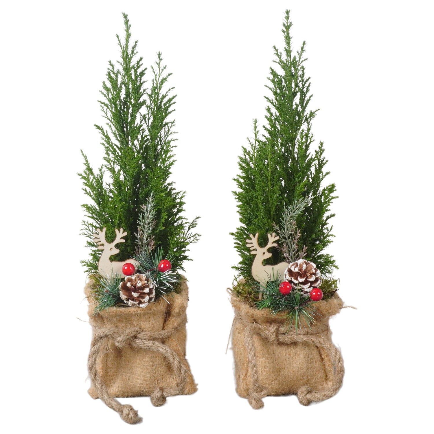 Кипарисовик туевидный Топ Поинт ptk25136