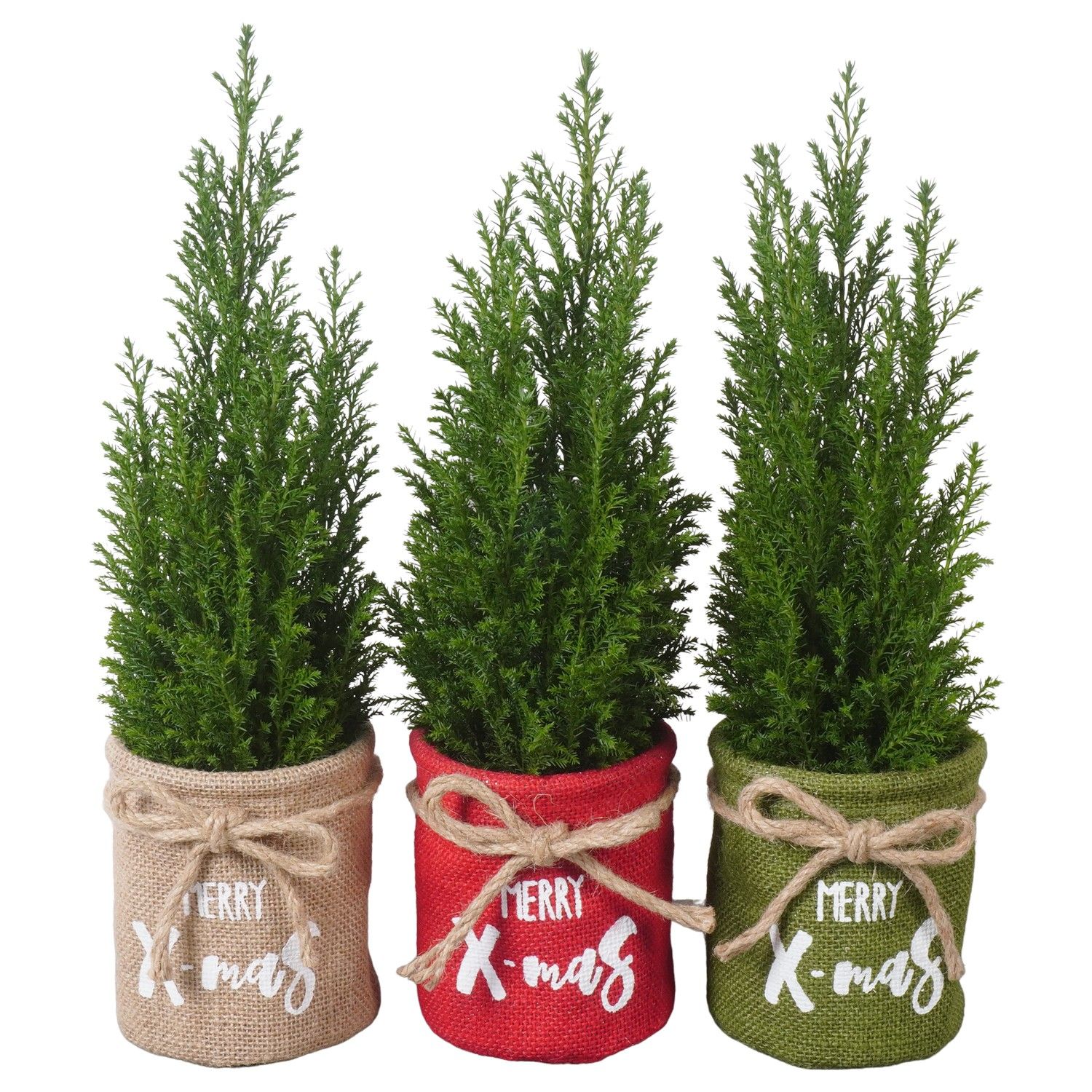 Кипарисовик туевидный Топ Поинт ptk25141