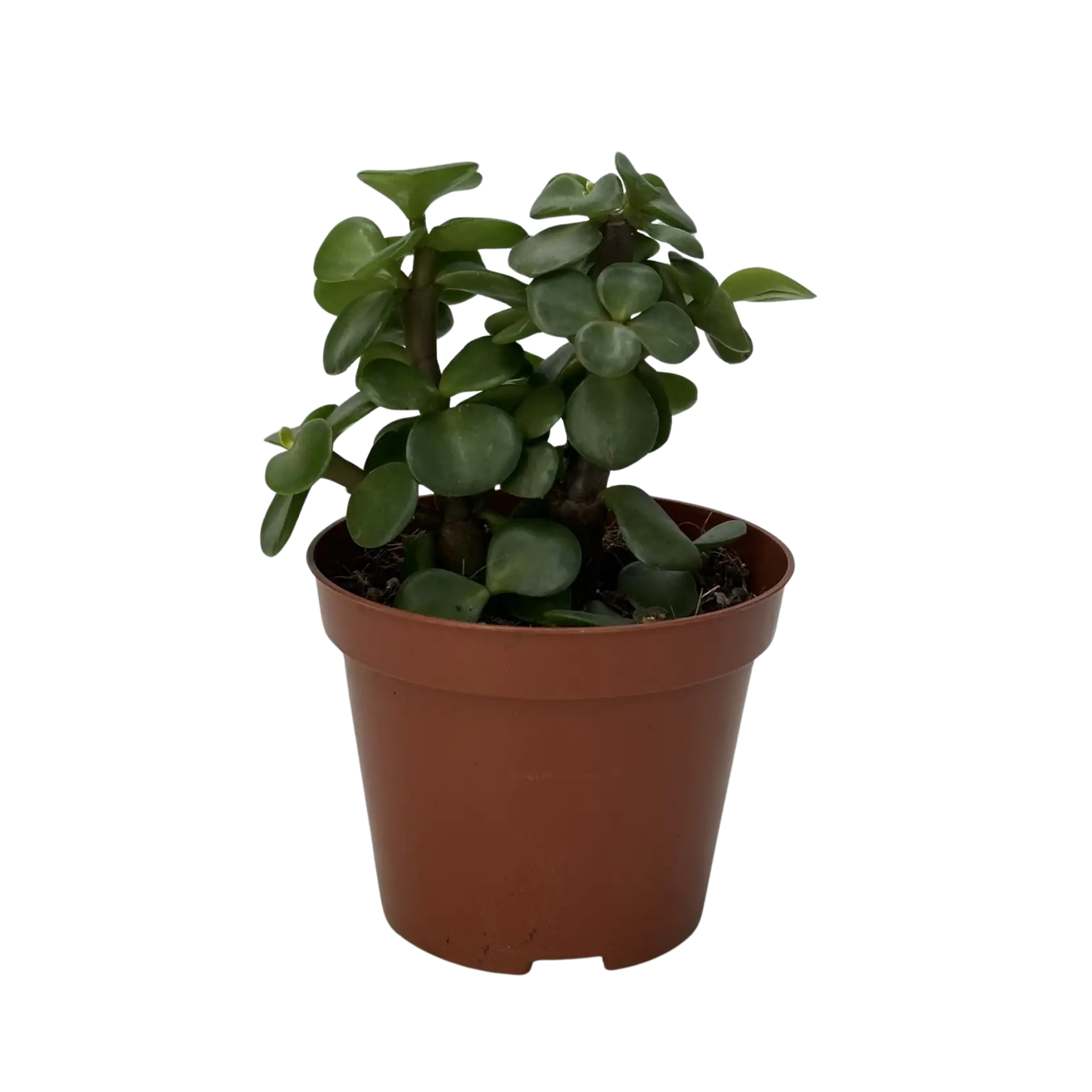 Суккулент микс