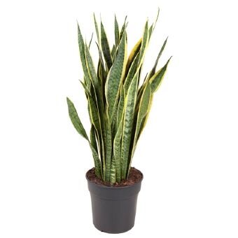 Сансевиерия Лауренти